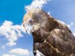 Predatory bird