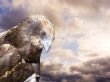 Predatory bird