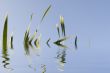 grass