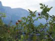 Berries of a dogrose