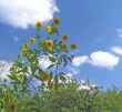 Yellow flowers