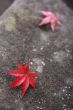 Autumn story 1