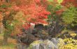Autumn Japanese garden