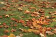 Grass and leaf autumn carpet