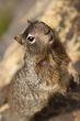 Squirrel 4