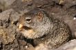 Squirrel 2