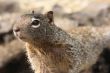 Squirrel 3