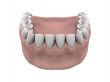 Lower teeth with gums