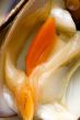 Clam close-up
