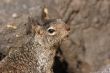 Squirrel 1