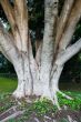Old tree