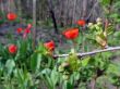 Buds of aple trees by early springtime