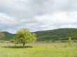 Pasture
