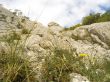 Spring in mountains