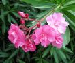 Pink flower