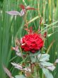 Blooming scarlet red rose flower