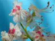 white flower of Blossoming Chestnut