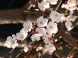 Spring blossom of apricote tree white flowers
