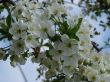 Spring blossom of cherry tree