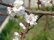 Spring blossom of apricote tree white flowers