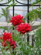 Blooming scarlet red rose flower