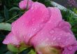 Purple pion with drops of morning dew