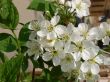 Spring blossom of cherry tree white flowers