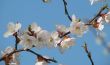 Spring blossom of apricote tree white flowers