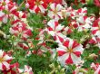 Flower bed blossoming