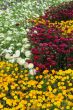 Flower bed blossoming