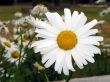 Alone big white daisy wheel