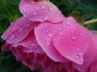 Purple pion with drops of morning dew