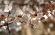 Spring blossom of apricote tree