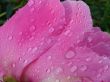 Purple pion with drops of morning dew