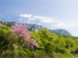Pink tree