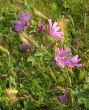 Spring flowers