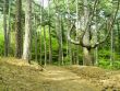 Wood in mountains
