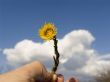 Yellow flower in a hand