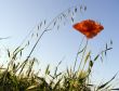 Flower of a poppy