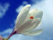 Spring flowering