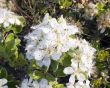 Spring flowering