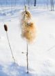 Fluffy cane