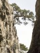 lonely tree