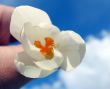 Spring flowering