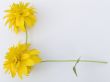 Flower composition