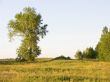 lonely tree