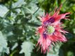 Flowering of a poppy