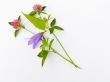  flower composition