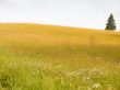 Gold meadow