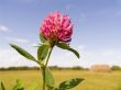 Flower field clover